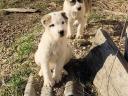 Central Asian sheepdogs to become owners