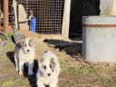 Central Asian sheepdogs to become owners