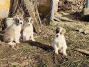 Central Asian sheepdogs to become owners