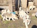 Central Asian sheepdogs to become owners