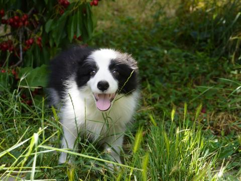 Border collie kölykök elérhetők