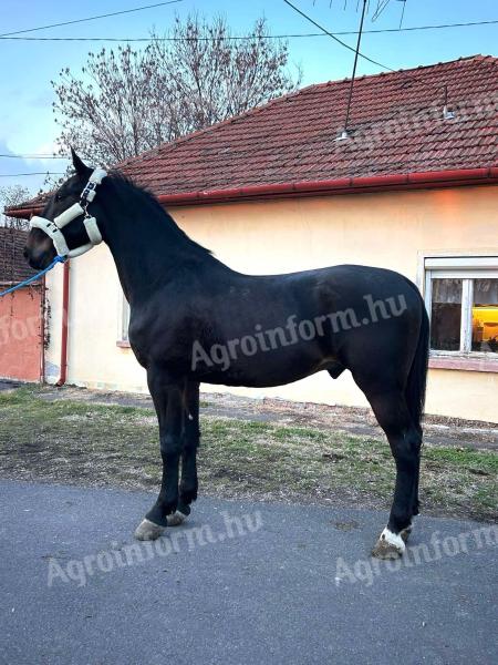 Lipizzan castrat de vânzare