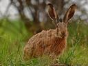 Wildabwehr, schützt wirksam vor Schäden durch Kaninchen, Rehe, Rothirsche und Damwild