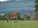 Wildabwehr, schützt wirksam vor Schäden durch Kaninchen, Rehe, Rothirsche und Damwild