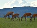 Wildabwehr, schützt wirksam vor Schäden durch Kaninchen, Rehe, Rothirsche und Damwild