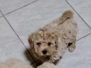 Maltipoo chlapci nelínajú