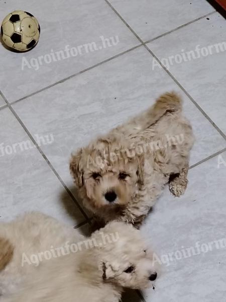 Maltipoo chlapci nelínajú