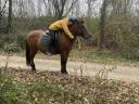 Huck mare for sale