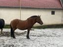 Huck mare for sale