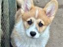 Welsh Corgi Pembroke