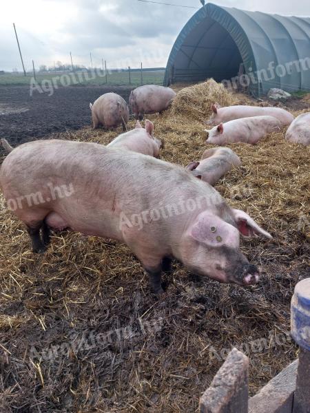 Sows for sale