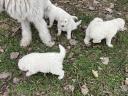 Welpen vom Typ Komondor