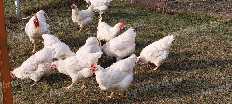 White Plymouth breeding egg for sale