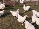 White Plymouth breeding egg for sale