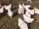 White Plymouth breeding egg for sale