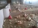 Poultry farm for sale in South Transdanubia