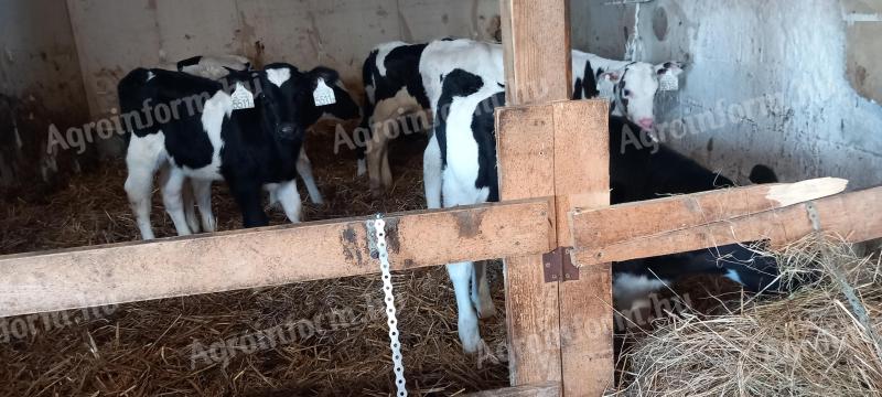 10 Holstein bikova teladi