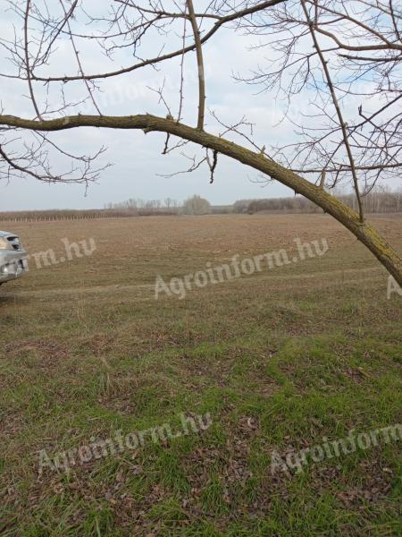 Proprietate de 16,3 ha în Lajosmizze de-a lungul drumului asfaltat