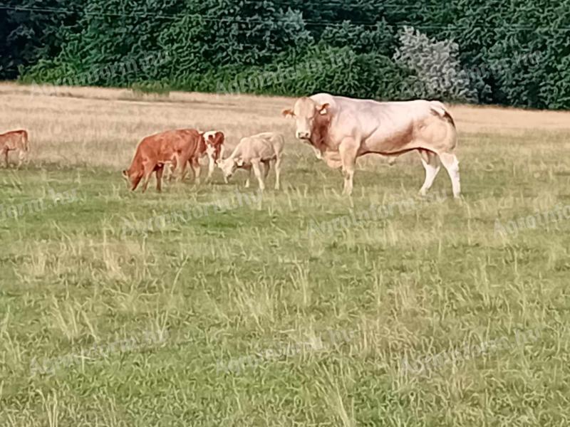 Caut un loc de muncă cu cazare lângă vite