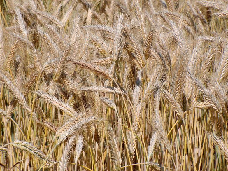 Triticale zu verkaufen