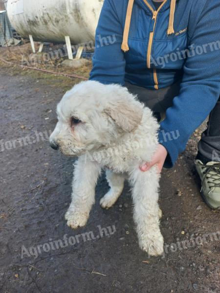 Komondor-Welpe