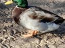 Male mallard for sale