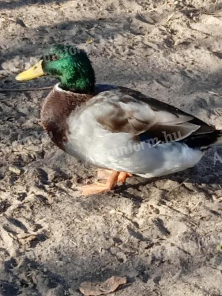 Male mallard for sale