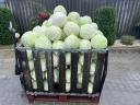 Industrial size cabbage for sale