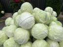 Industrial size cabbage for sale