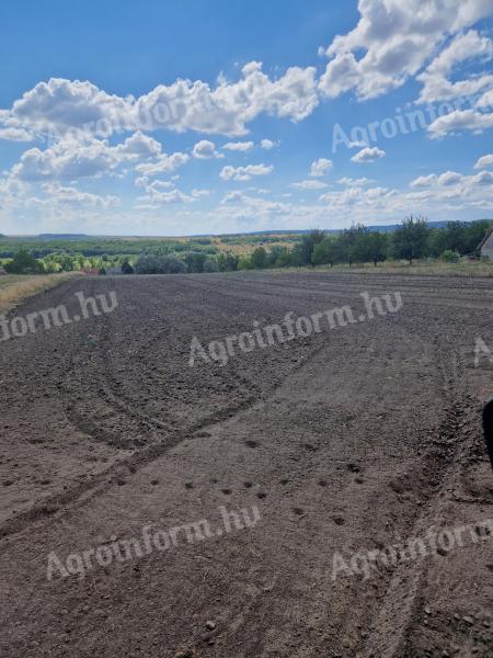 4200 qm Ackerland zu verkaufen in Alcsútdoboz