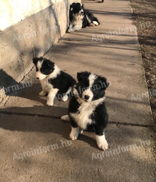 Szczenięta rasy border collie dostępne do adopcji