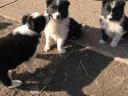 Szczenięta rasy border collie dostępne do adopcji