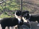 Szczenięta rasy border collie dostępne do adopcji