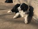 Szczenięta rasy border collie dostępne do adopcji