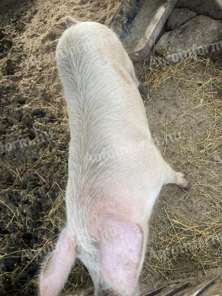 Sows for sale