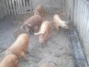 Piglets for sale, around 35 kg