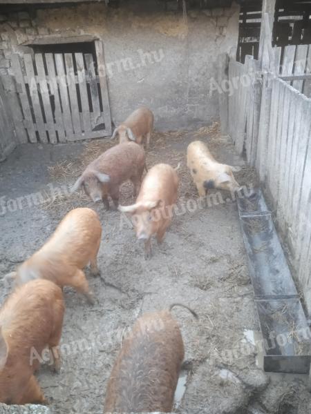 Piglets for sale, around 35 kg