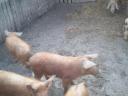 Piglets for sale, around 35 kg