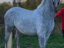 Lipizzan gelding for sale