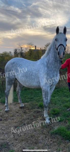 Lipizzan gelding for sale