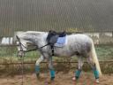 Lipizzan gelding for sale