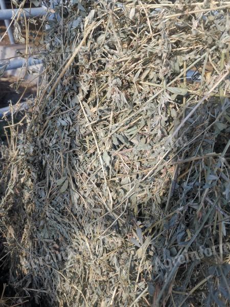 Lucerna bales for sale