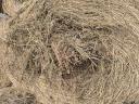 Lucerna bales for sale