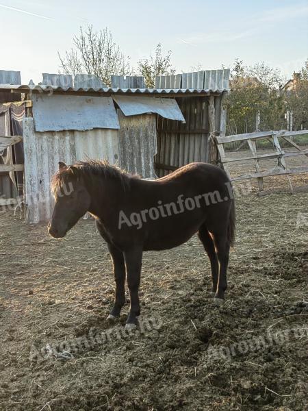 Poncho negru găleată 200 mii Ft