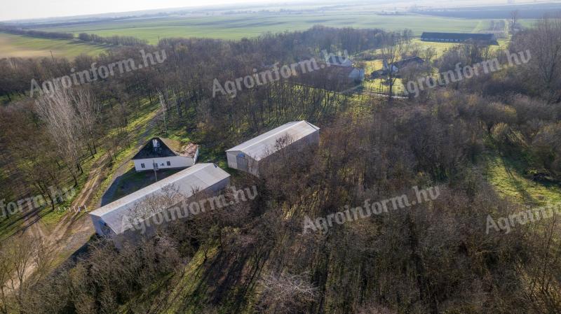 100-sow pig farm for sale - instalment facility