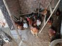 Egg hens and rooster for sale