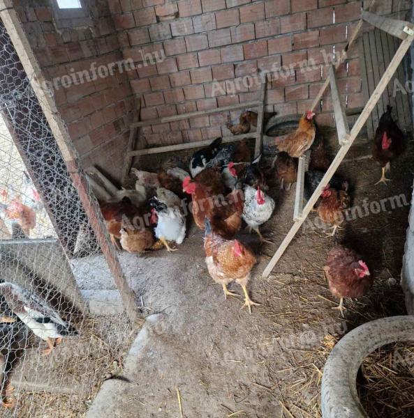 Egg hens and rooster for sale