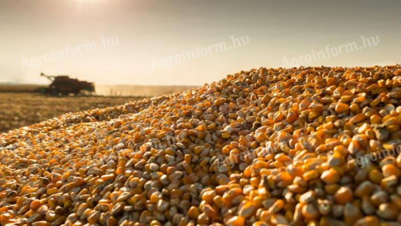 Bagged and bulk maize