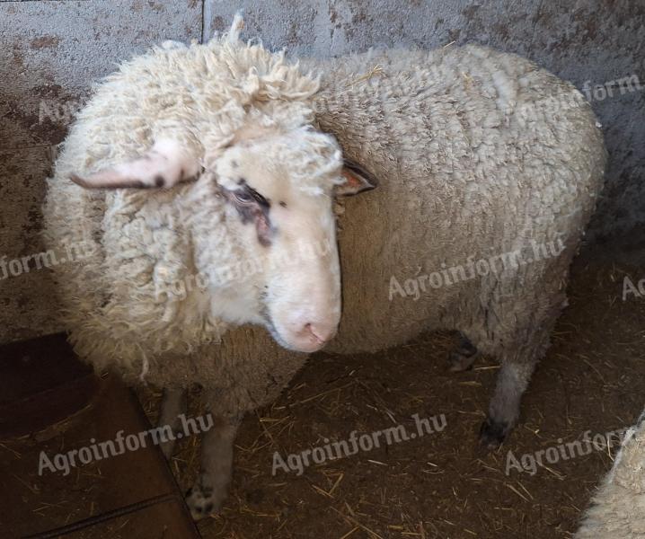 10 month old ram lambs