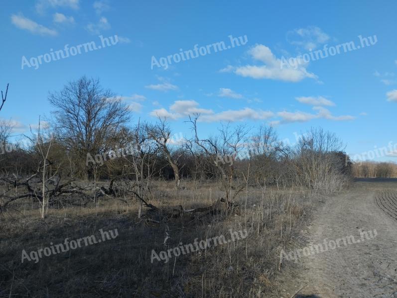 Lakitelken 5 ha wooded area, orchard/pasture for sale